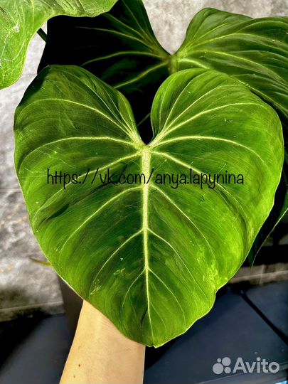 Филодендрон глориозум gloriosum