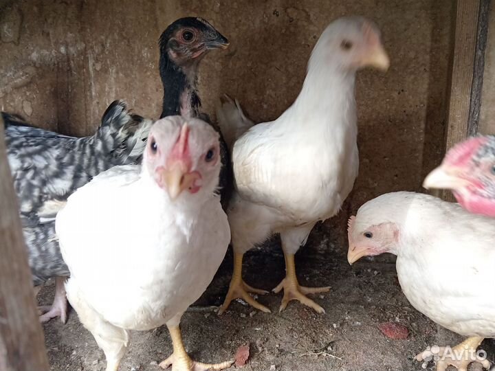 Цыплята несушки подрощенные