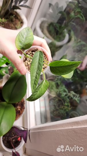 Эпипремнум себублю,седум нусбаумера