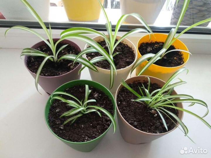 Хлорофитум в горшочках