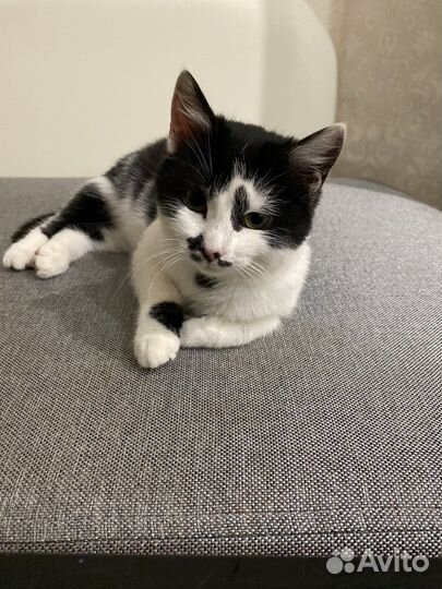 Котенок бесплатно