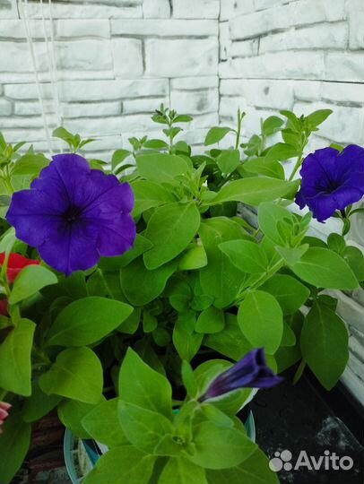 Рассада петунии