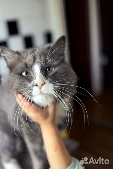 Кот Санечка