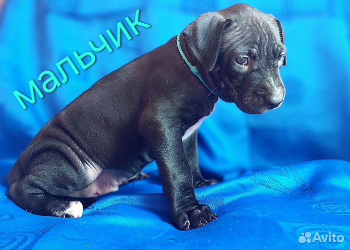 Щенки питбуля