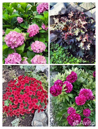 Растения и цветы многолетние (саженцы)