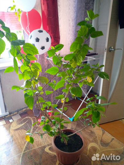 Гибискус китайская роза