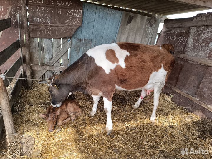 Первотёлка с бычком