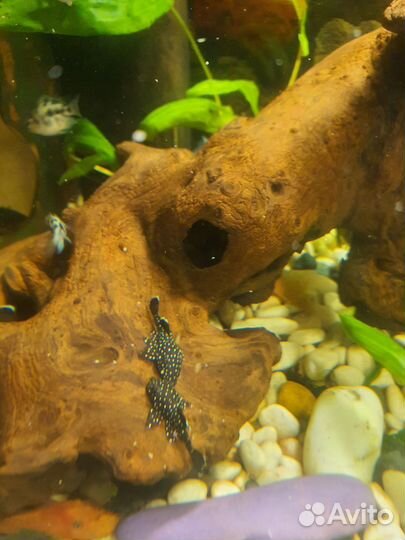 Анциструс звездчатый