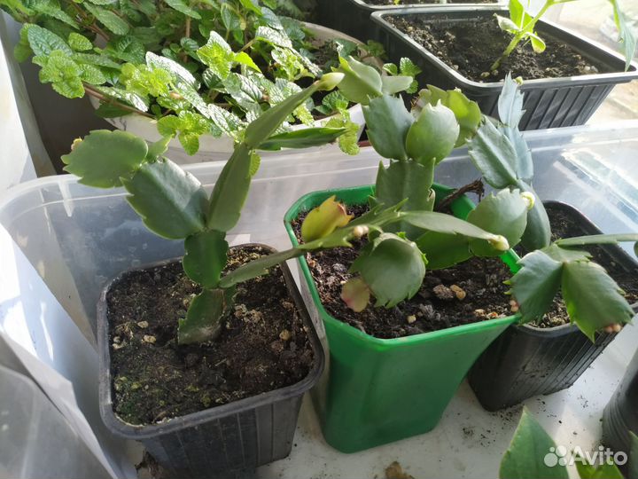 Комнатные растения — цветы