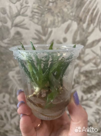 Алоэ лечебный