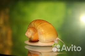 Улитки аквариумные ампулярии