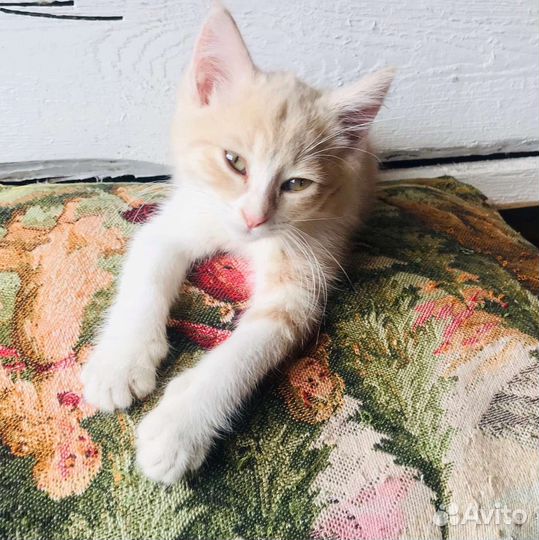 Котик идёт семью