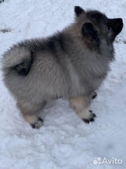 Кеесхонд щенки