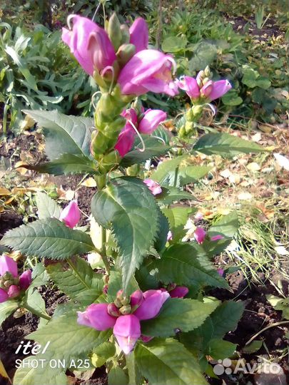 Многолетний цветок,яркий красивый,цветет до снега