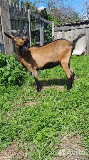 Чешские козочки