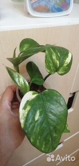 Комнатные растения