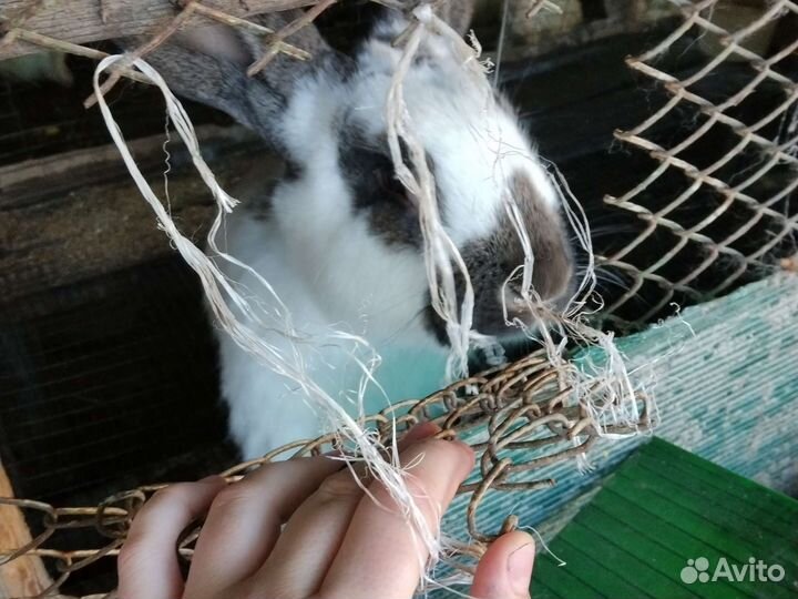 Кролик немецкий пестрый строкач