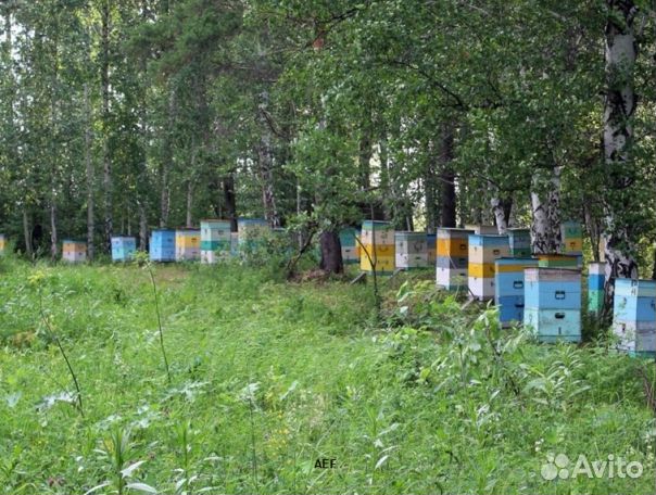 Мёд 2024 года из Алтая опт