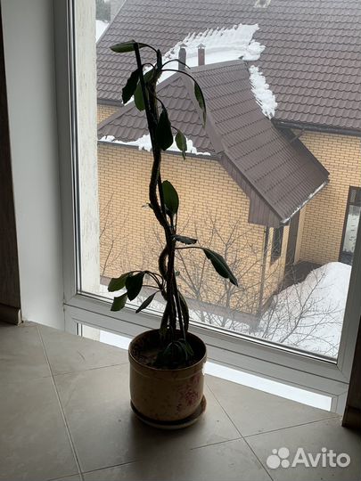 Большие цветы в горшках