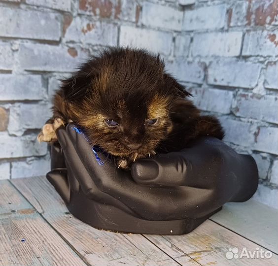 Котята Мейн-кун