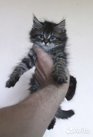 Котенок мальчик 2 мес