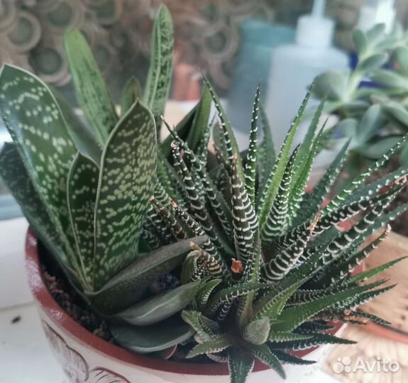 Суккуленты