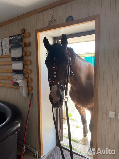 Жеребец орловской породы(обмен на телят)