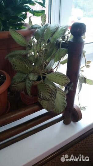 Свежие огурцы