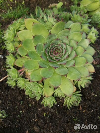 Флоксы белые и сиреневые, молодило