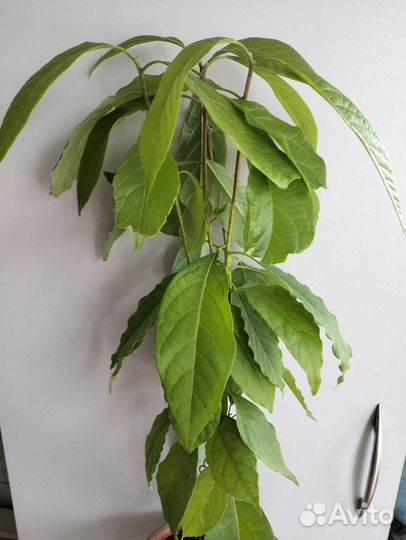 Авокадо растение