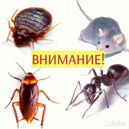 Дезинсекция