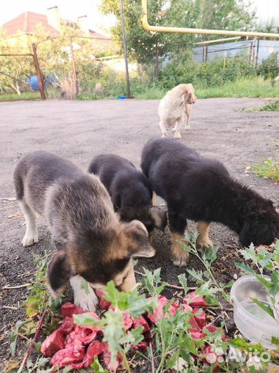 Щенки в добрые руки