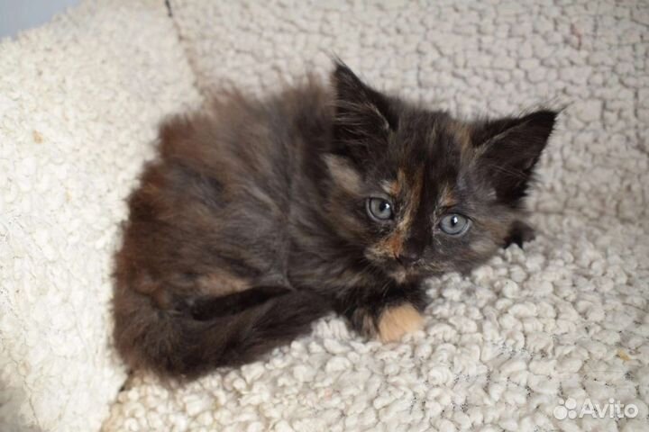 Котята в добрые руки бесплатно