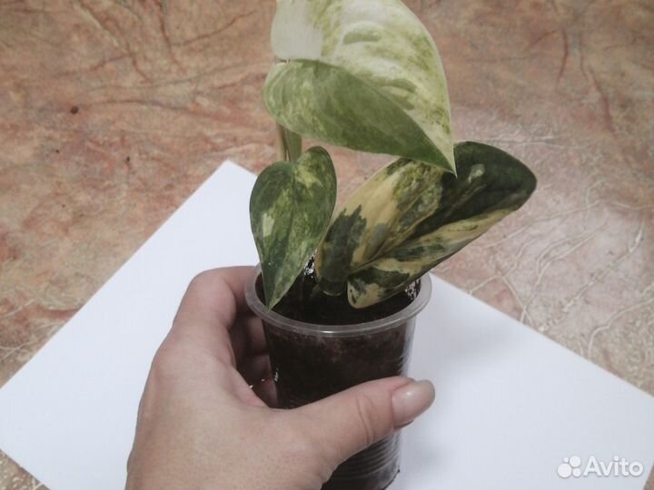 Сциндапсус мангурай