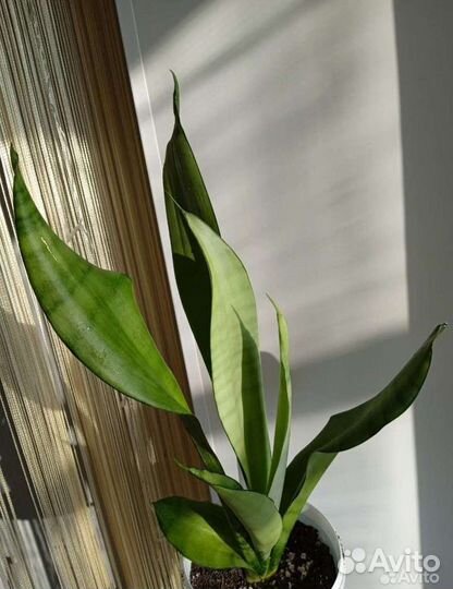 Сансевиерии