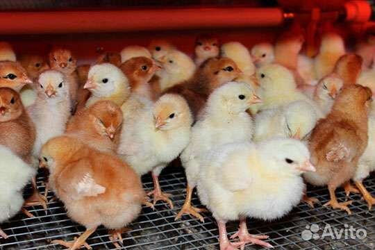 Цыплята