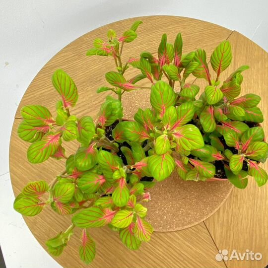 Фитония Бабл Грин