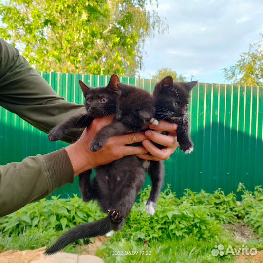 Котята в добрые руки