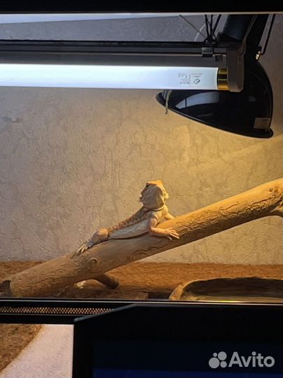 Передержка рептилий