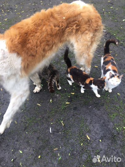 Собаки бесплатно