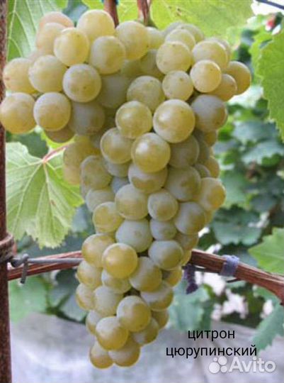 Саженцы винограда