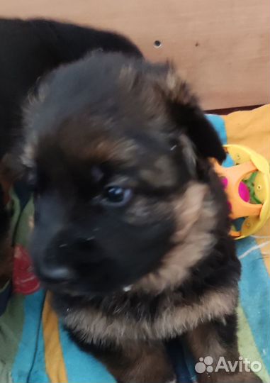 Продажа собак щенков