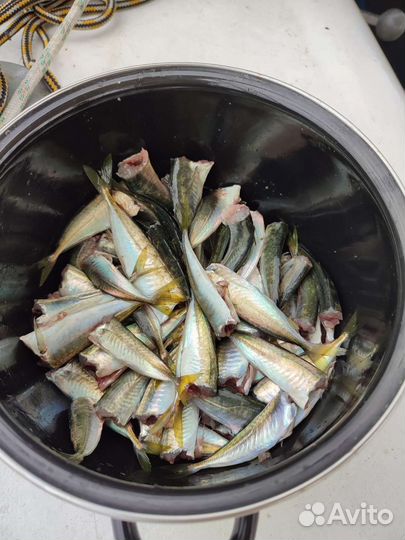 Рыбалка на яхте, прогулки