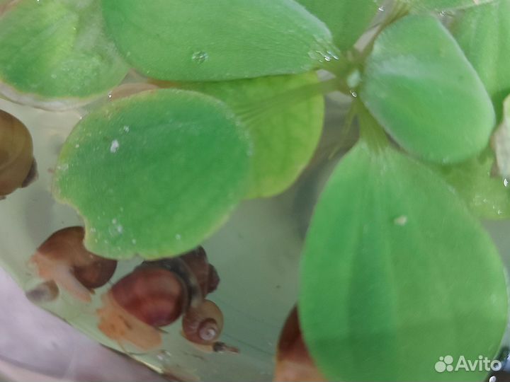 Мальки молинезии и гуппи, пистия