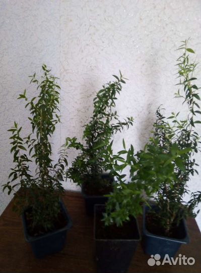 Мирт (комнатное растение)