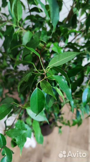 Фикус Бенджамина большой