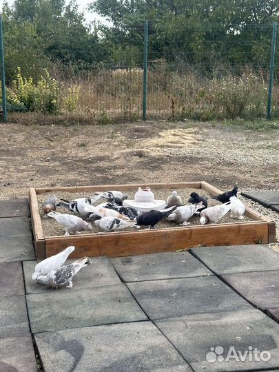 Голуби такла