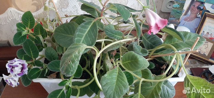 Глоксиния цветущая