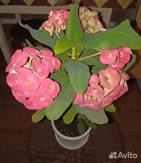 Строманта Триколор