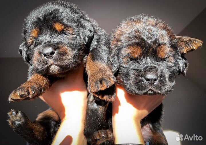 Щенок тибетского мастифа